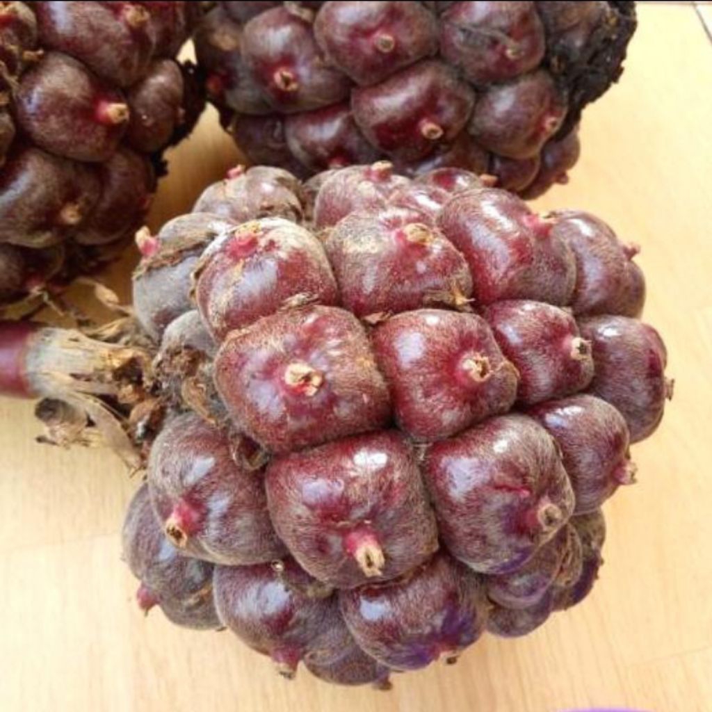 

Buah kecomrang/honje segar fres 1kg/buah kecomrang