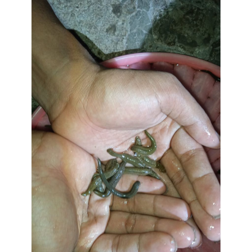 Lintah terapi hidup ukuran Kecil