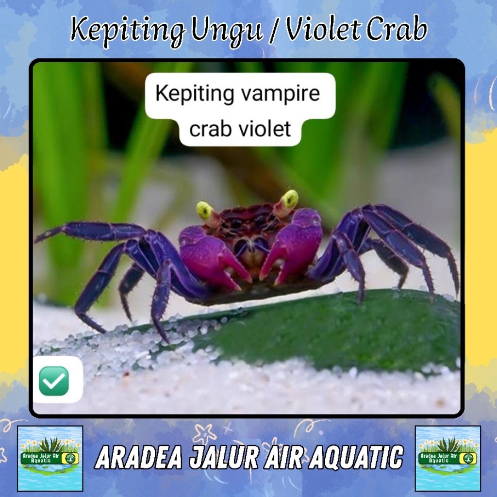 Alat Pembersih Aquascape Violet - Crab / Kepiting Vampire Violet Aquascape - Kebutuhan Akuarium