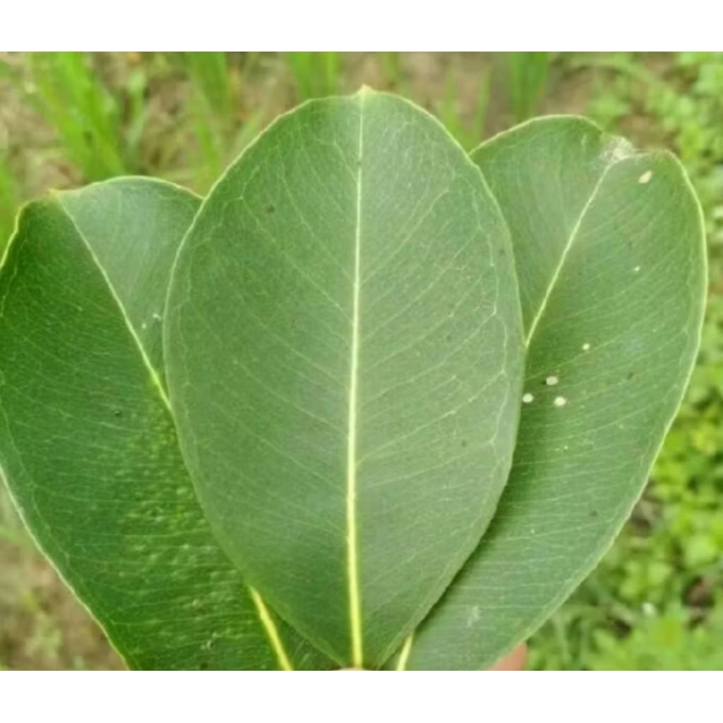 

Daun juwet segar/daun jamblang isi 50 lembar