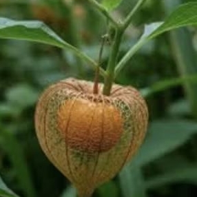 

Buah ciplukan segar premium pysulisg segar 100 gram