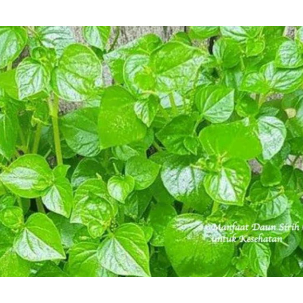 

Jual sirih cina segar organik 1 kg