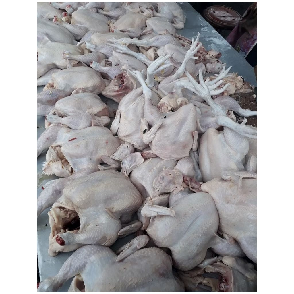 

AYAM BROILER UTUH - DAGING SEGAR POTONG UTUH CHICKEN BOILER EKOR NEGERI - AYAM NEGRI BERAT 1KG
