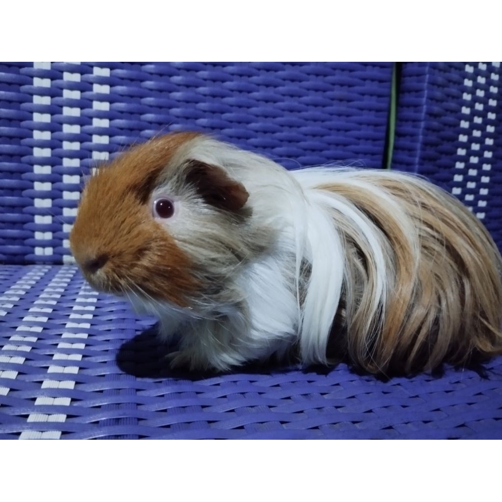 MARMUT GUINEA PIG SILKY AMERICAN
