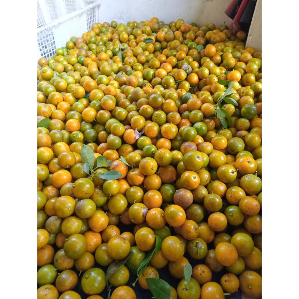 

1.kg jeruk sonkit jeruk kasturi kuning/hijau segar