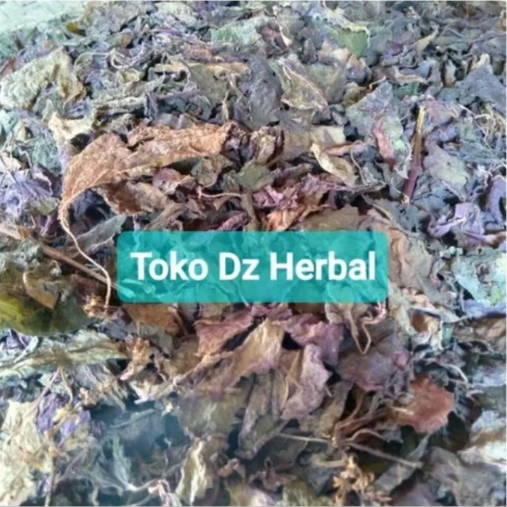 

Daun iler kering daun jawer kotok kering 100 gram-az