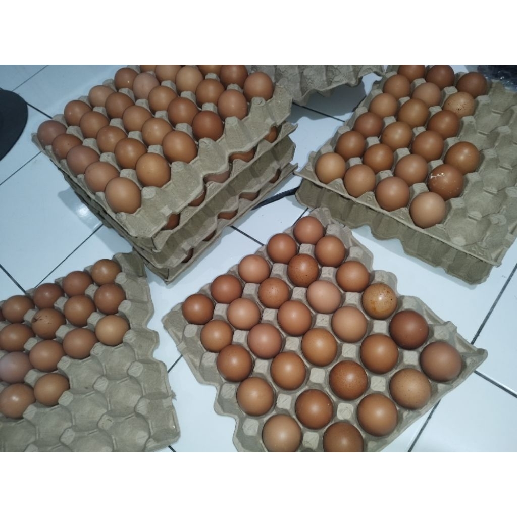 

Telur Omega 3