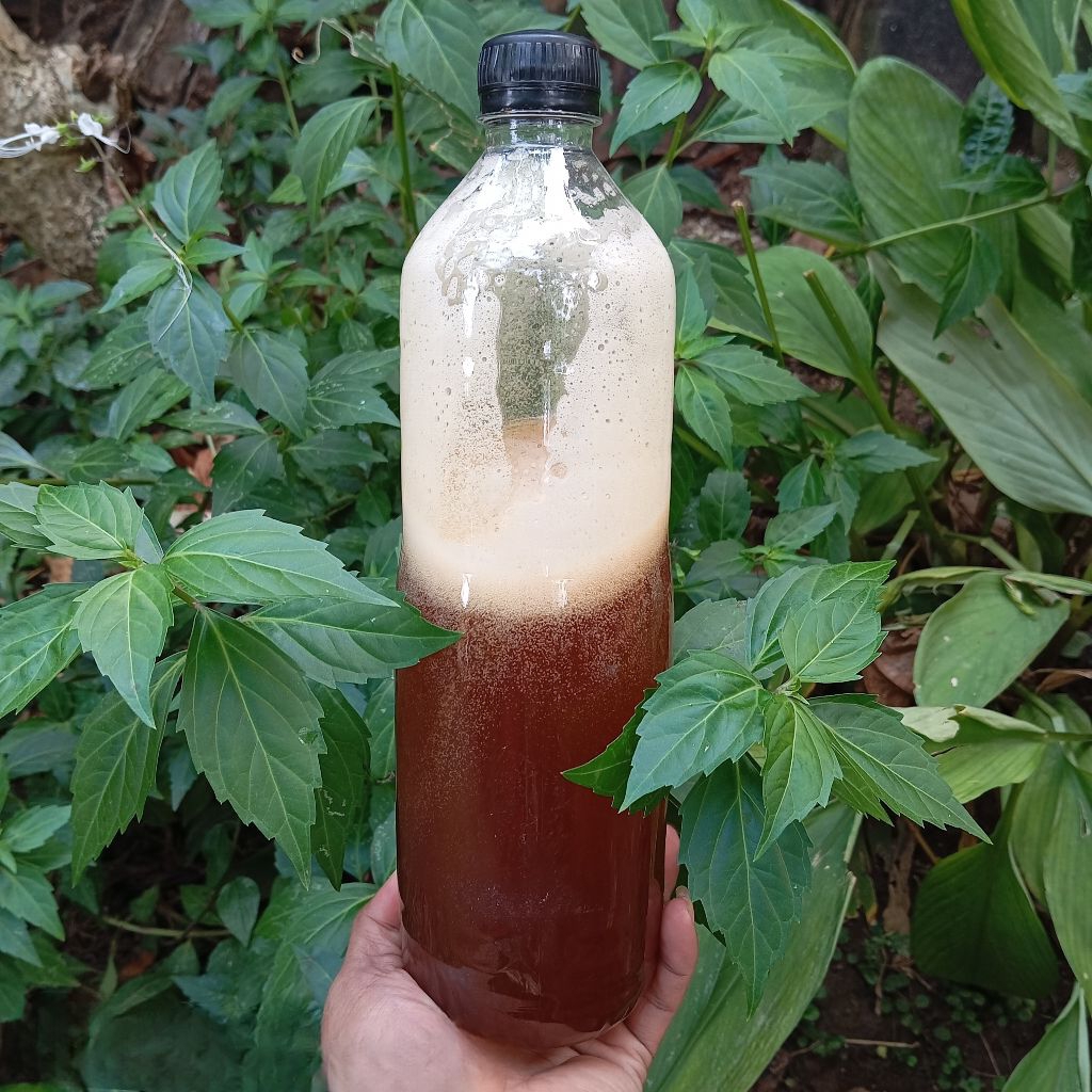 

Madu liar hutan 100% Masteran 1 kg