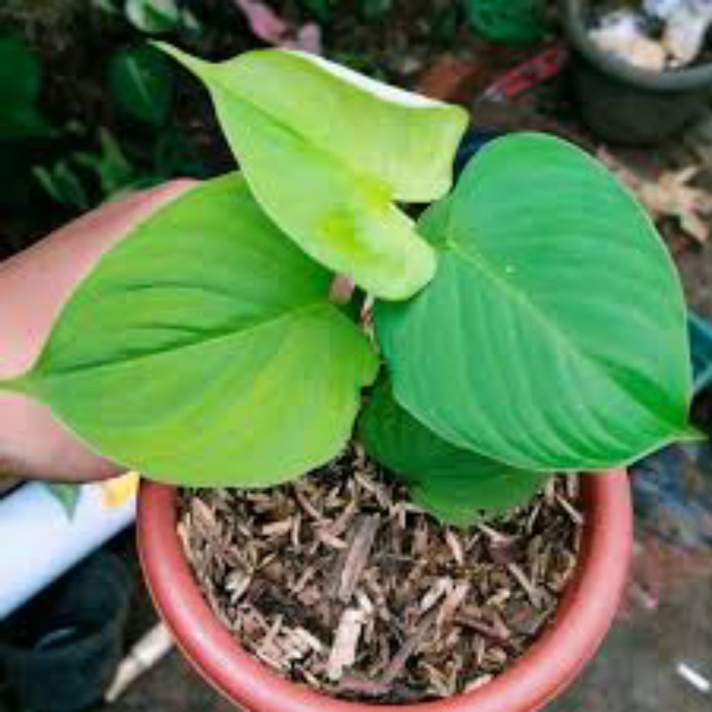 Tanaman hian Philodendron fibrae