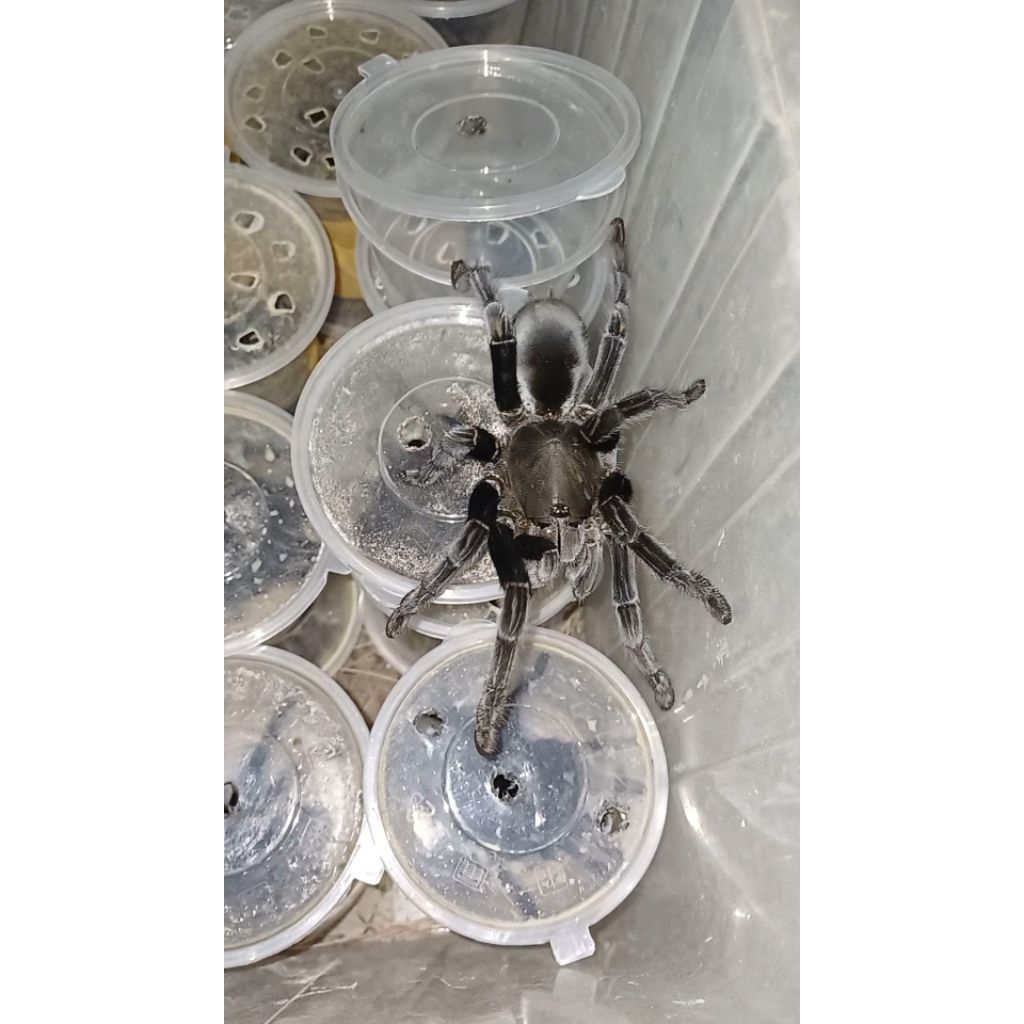 MAINAN TARANTULA Selenocosmia javanensis