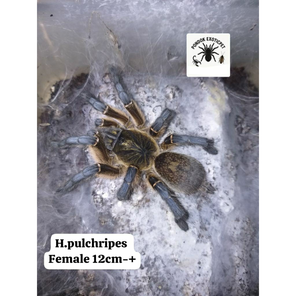 Harpactira Pulchripes Rare