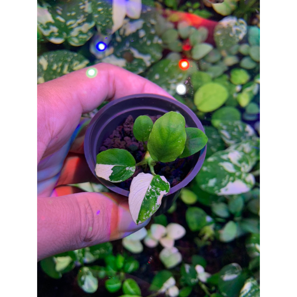 Anubias Panda Remaja