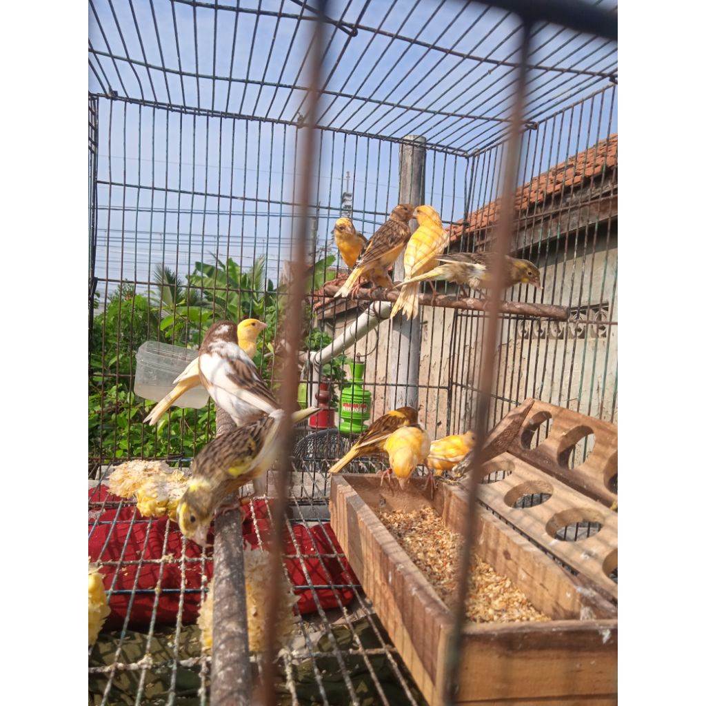 kenari riwikan jaminan jantan