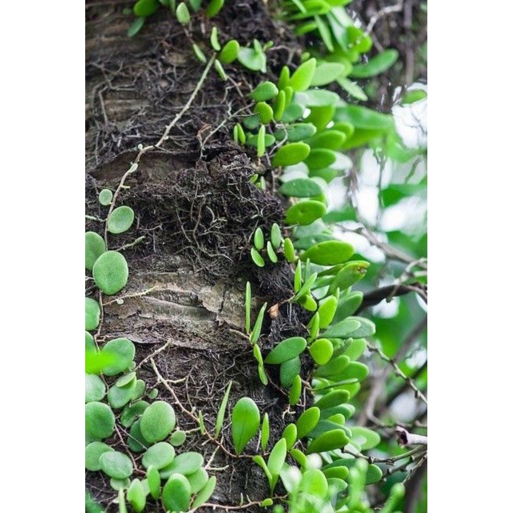 

daun picisan herbal atau daun sisik naga