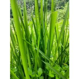 

DAUN ILALANG SEGAR 1KG / DAUN ALANG ALANG OBAT HERBAL TRADISIONAL