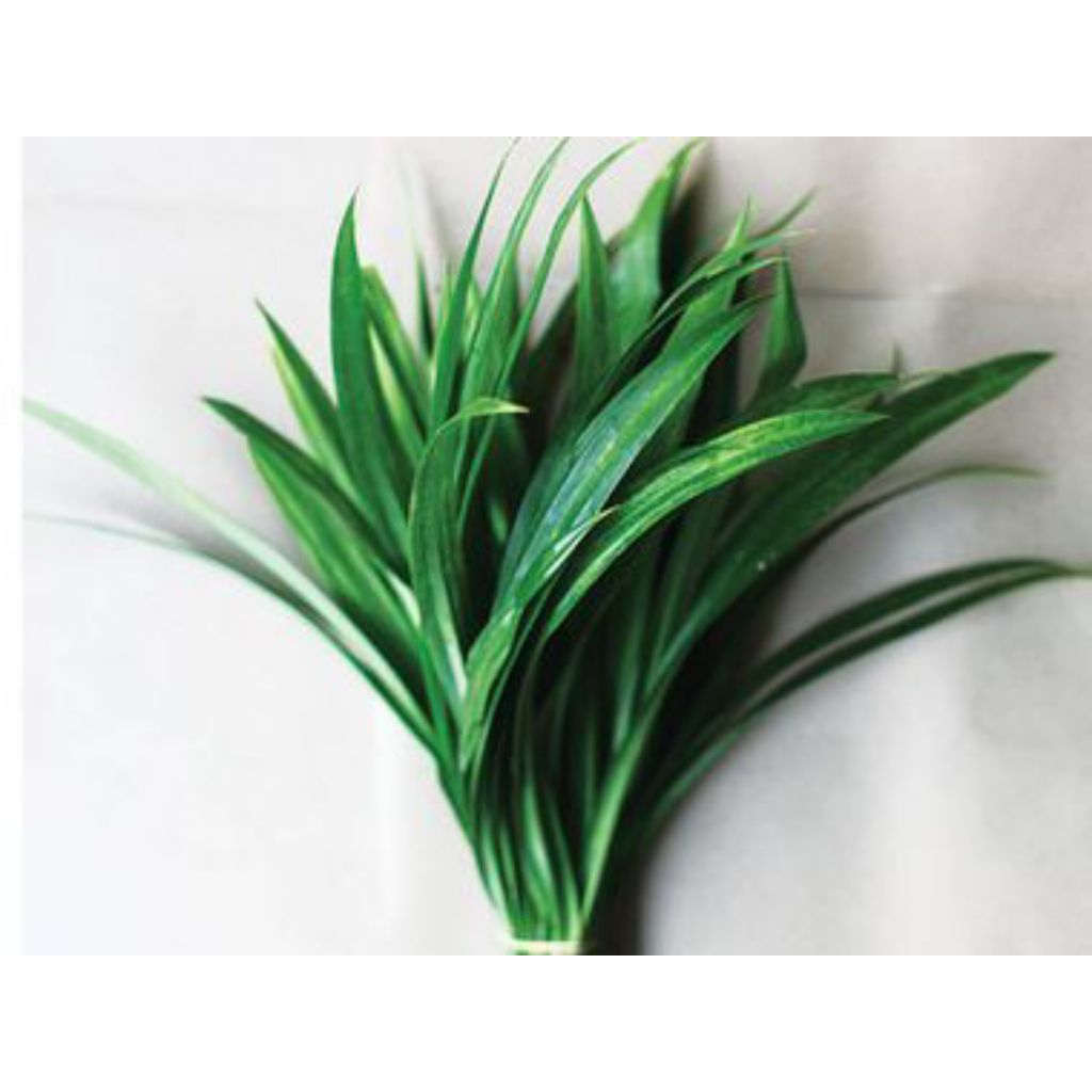 

daun pandan satu iket