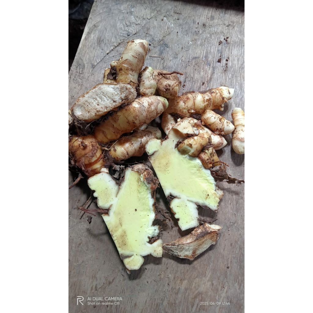 

kunyit putihtmusegar