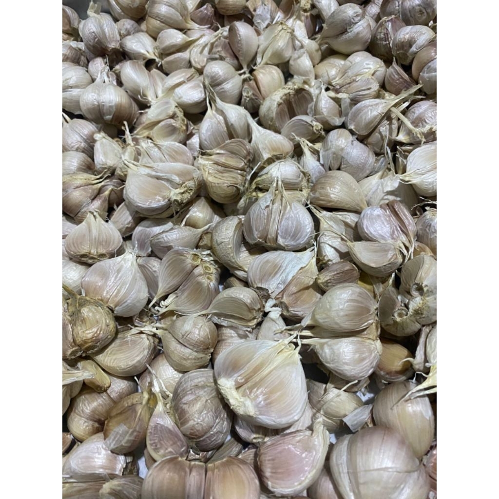 

BAWANG PUTIH KATING BERSIH MURAH 1 KG