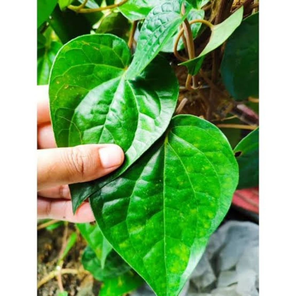 

20 LEMBAR Daun Sirih Merah Asli Batang Merah Segar – Obat Herbal Alami | Rebusan / Teh Sirih