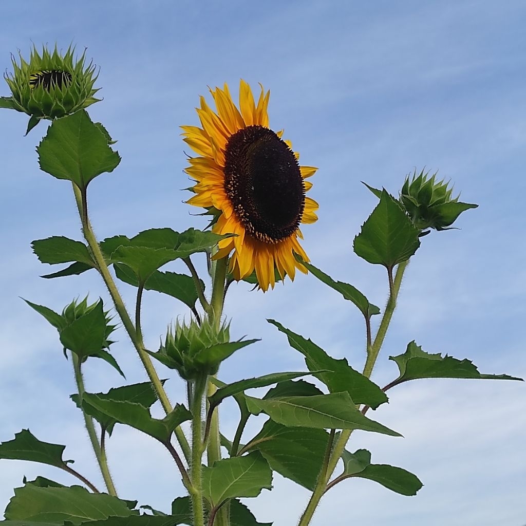 Biji Bunga Matahari - Sunflower - Bibit Biji Bunga Matahari