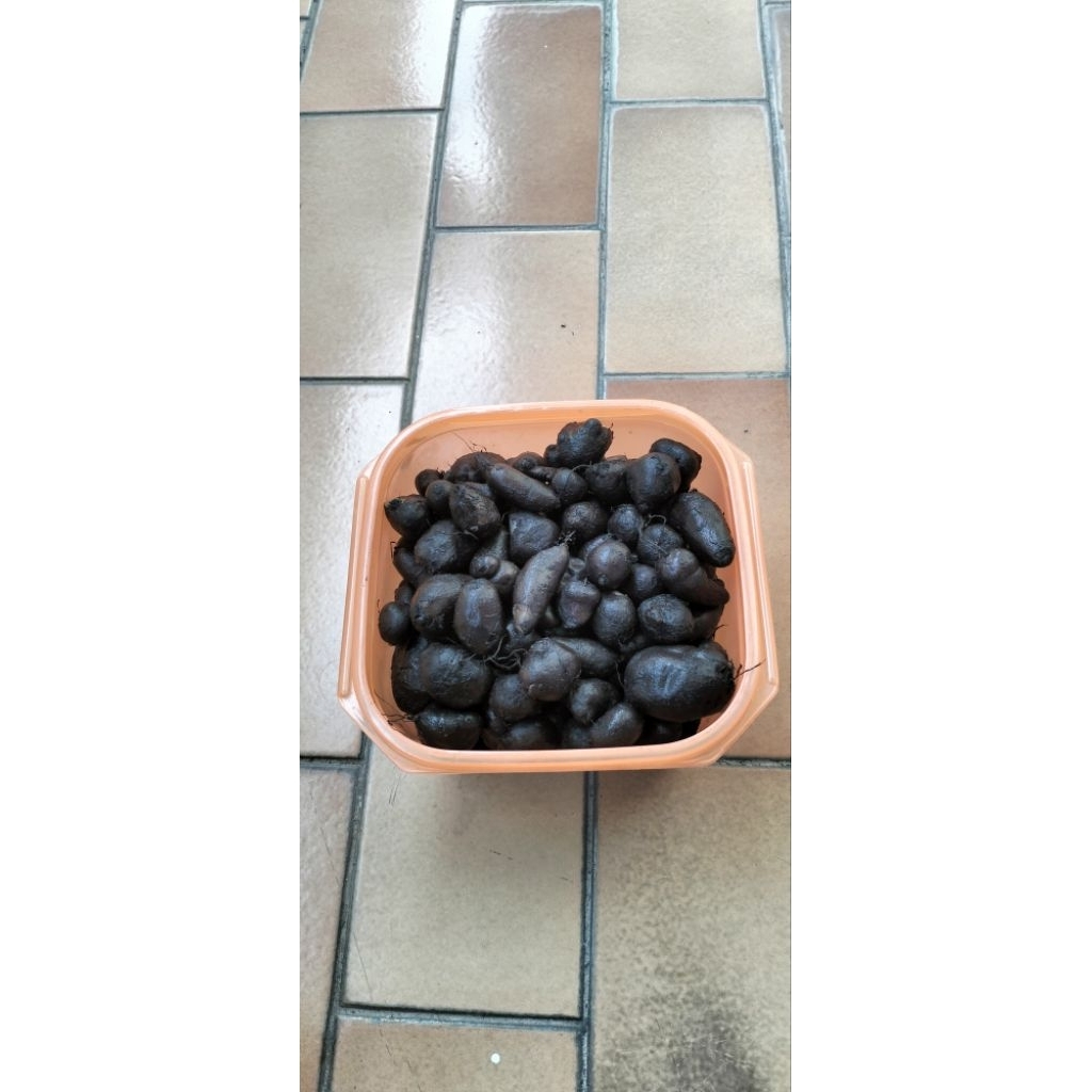 

Kentang klici/Kentang kleci MATANG Besar atau kecil