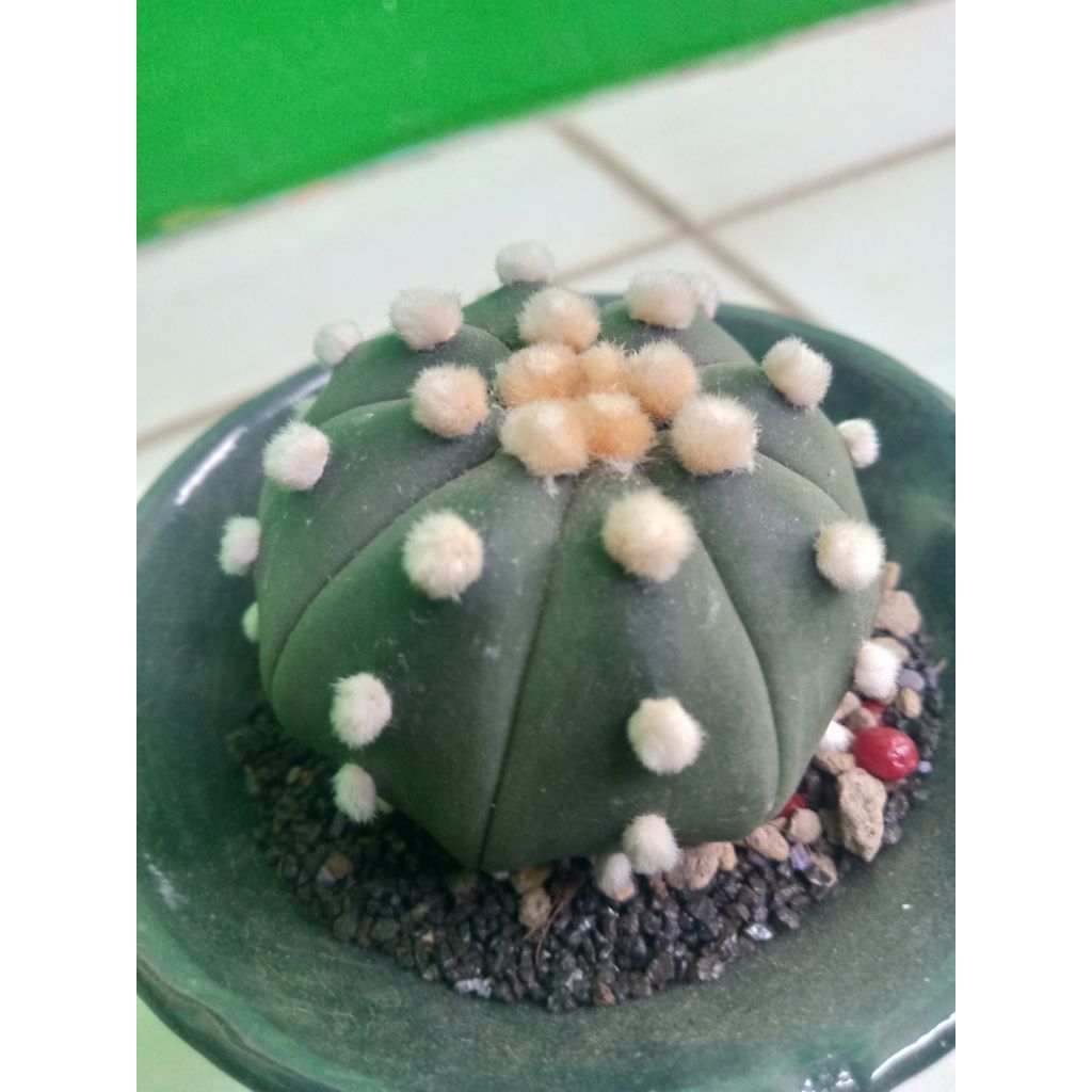 Astrophytum Ooibo