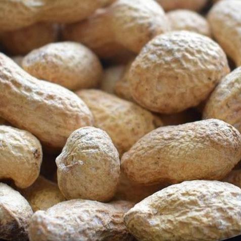 

Kacang Kulit Oven