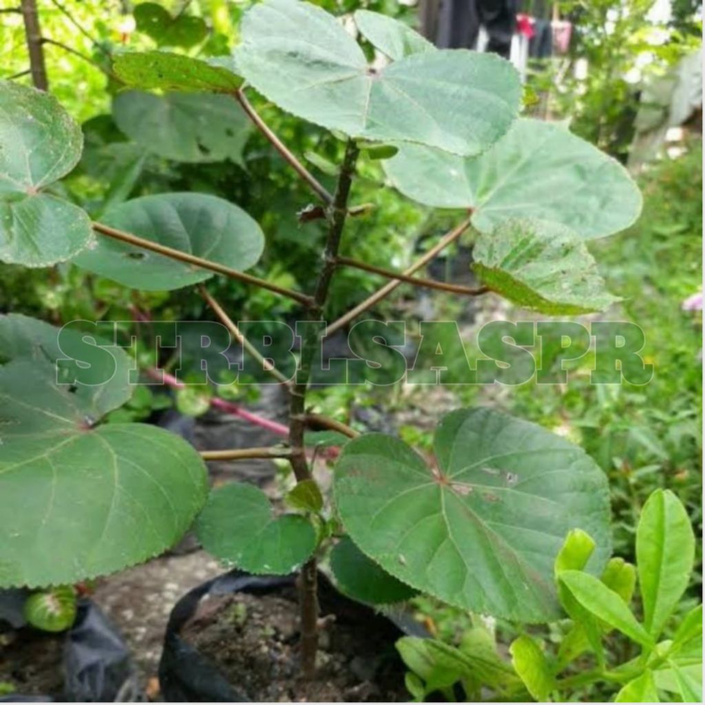 Bibit Waru Taiwan Berakar Hidup _ Waru Taiwan Batang Muda Berakar