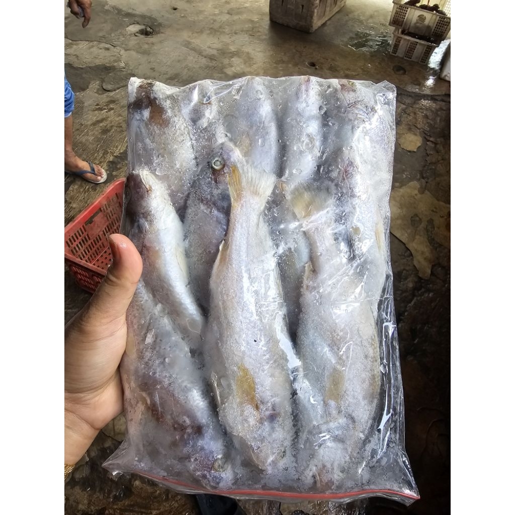 

IKAN PALA BATU BEKU