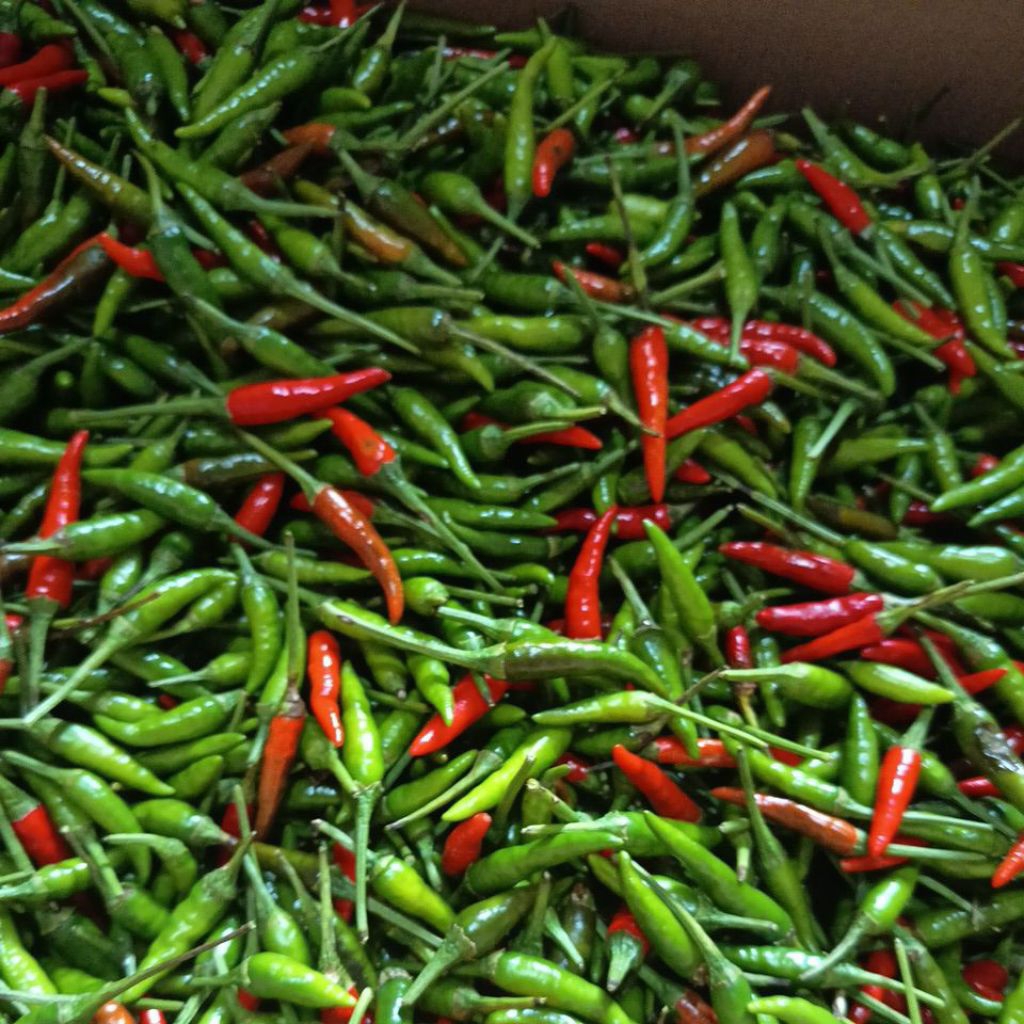 

Fresh Cabe Rawit Acung Supir 1 kg