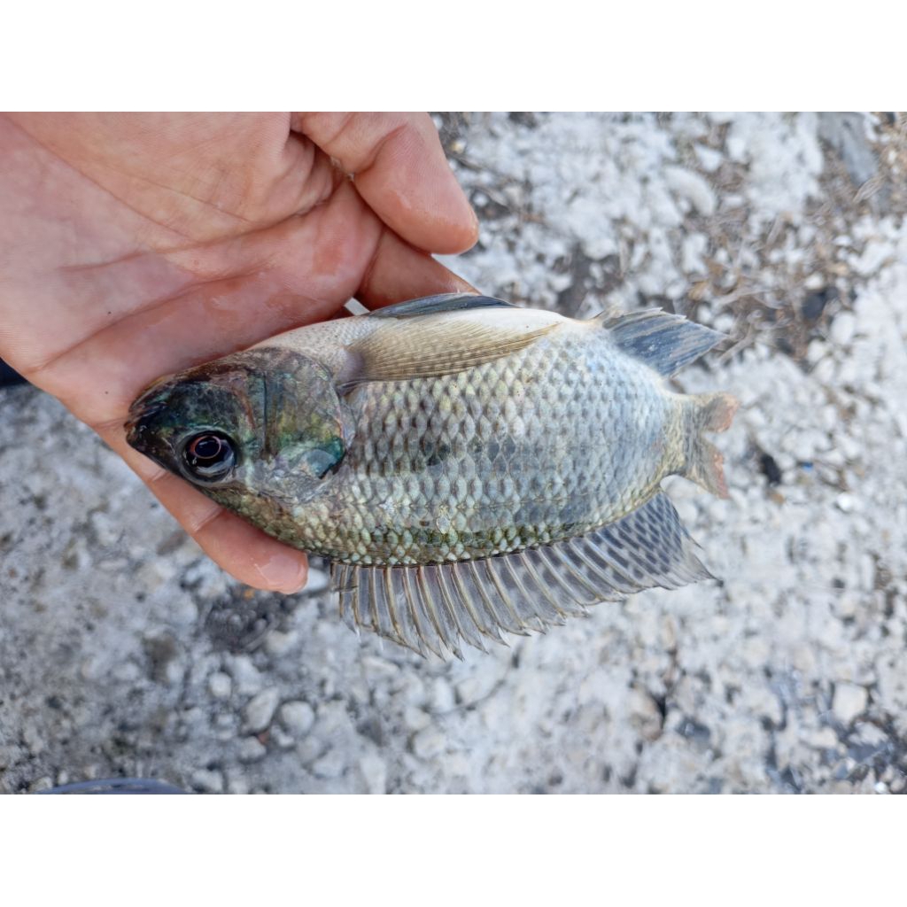 

nila segar besih 1kg isi 10-15 ekor