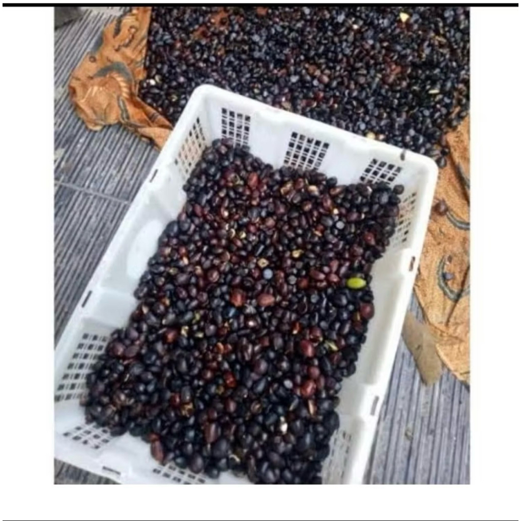 

(Bisa COD) 250 GRAM KABAU ATAU JOLANG JALING