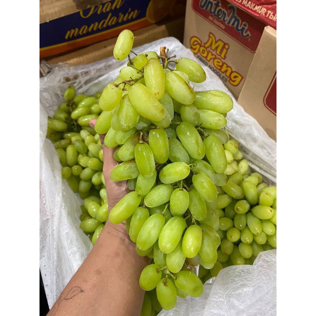 

Anggur Hijau Thomson