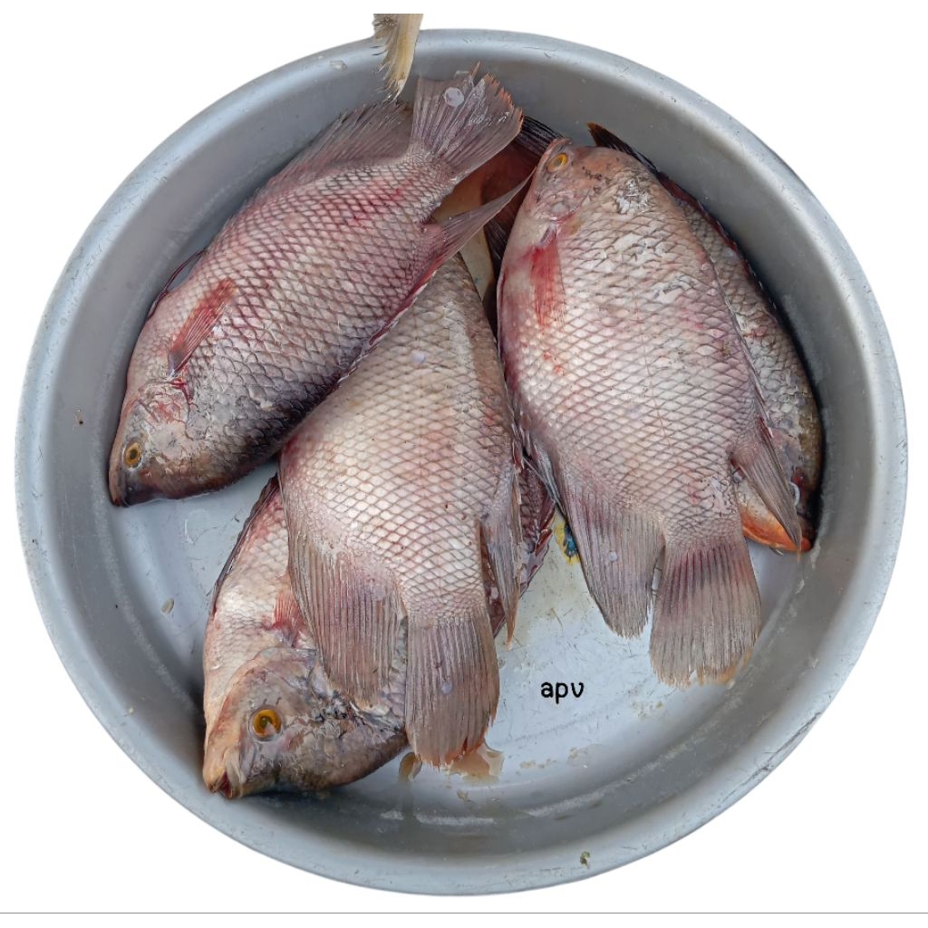 

ikan gurami/gurame segar fresh 1 kg