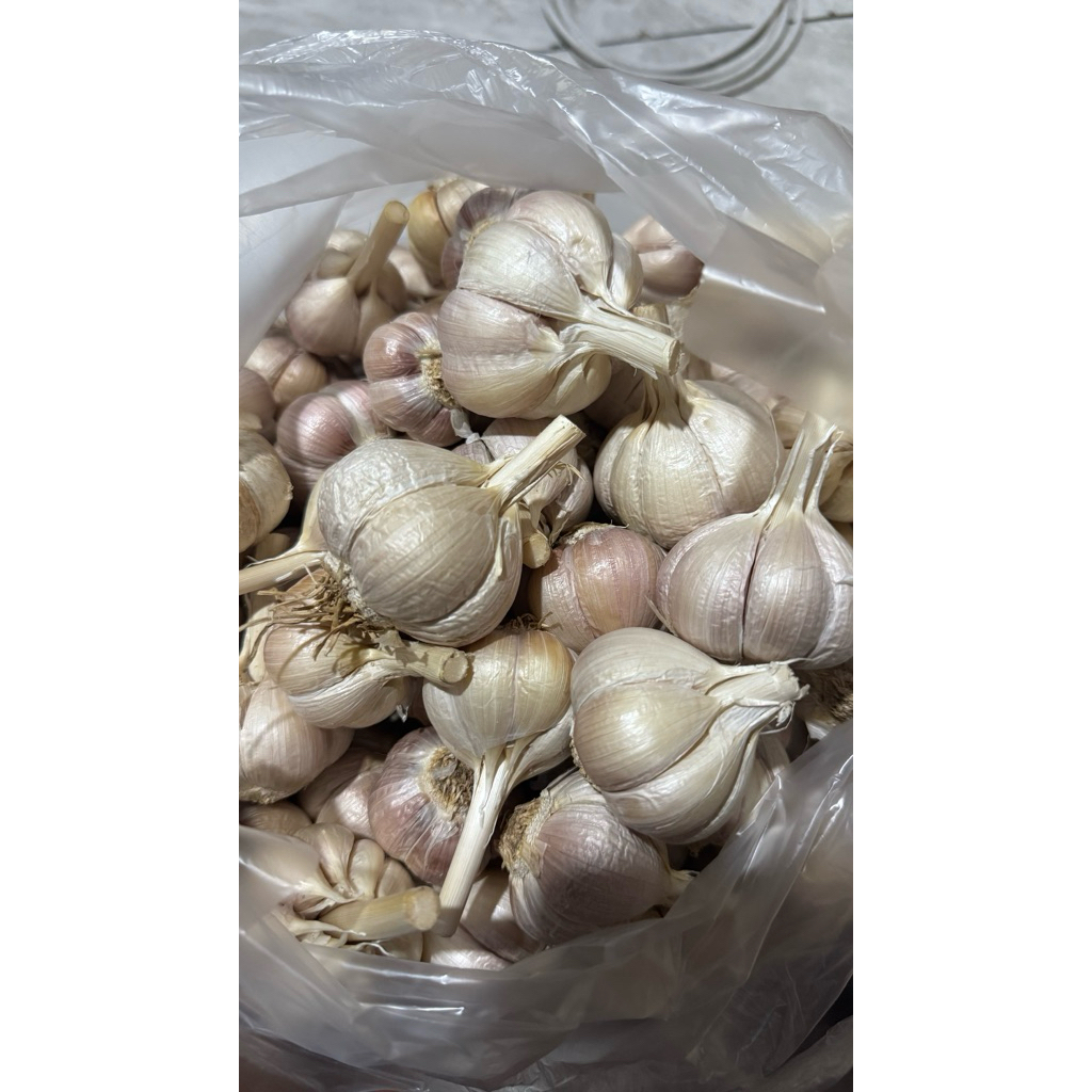 

Bawang Putih Kating