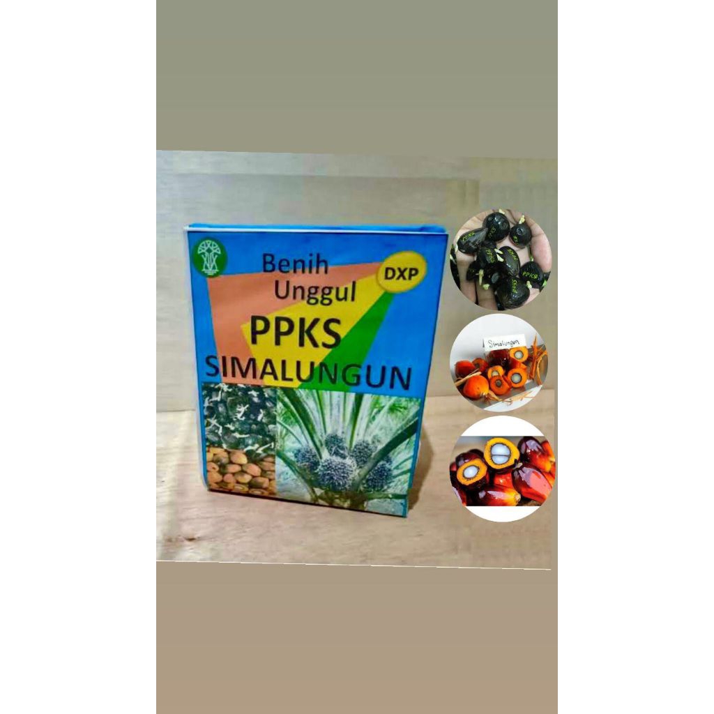 CAMBAH SAWIT PPKS SIMALUNGUN ORIGINAL MEDAN