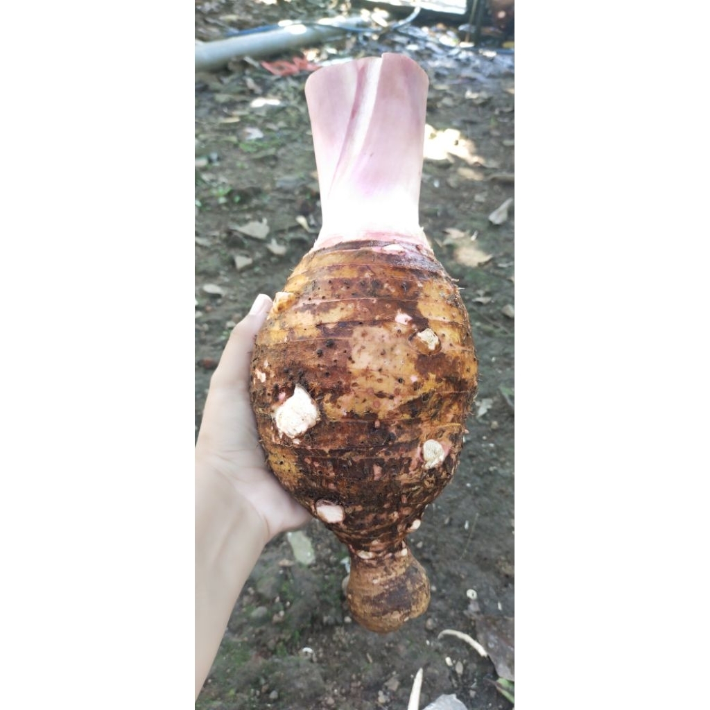 

Talas Pratama 3/ talas bogor/ talas ketan wangi