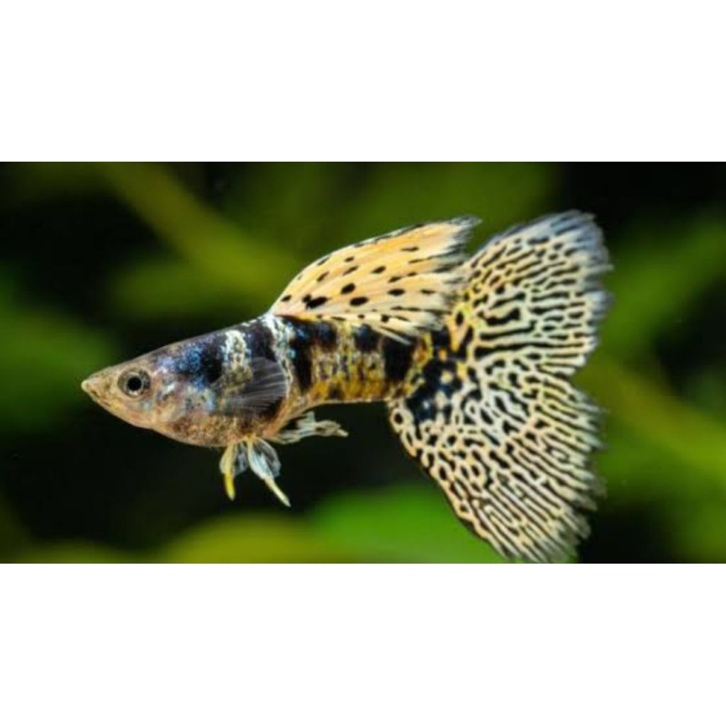 guppy yellow tiger sepasang
