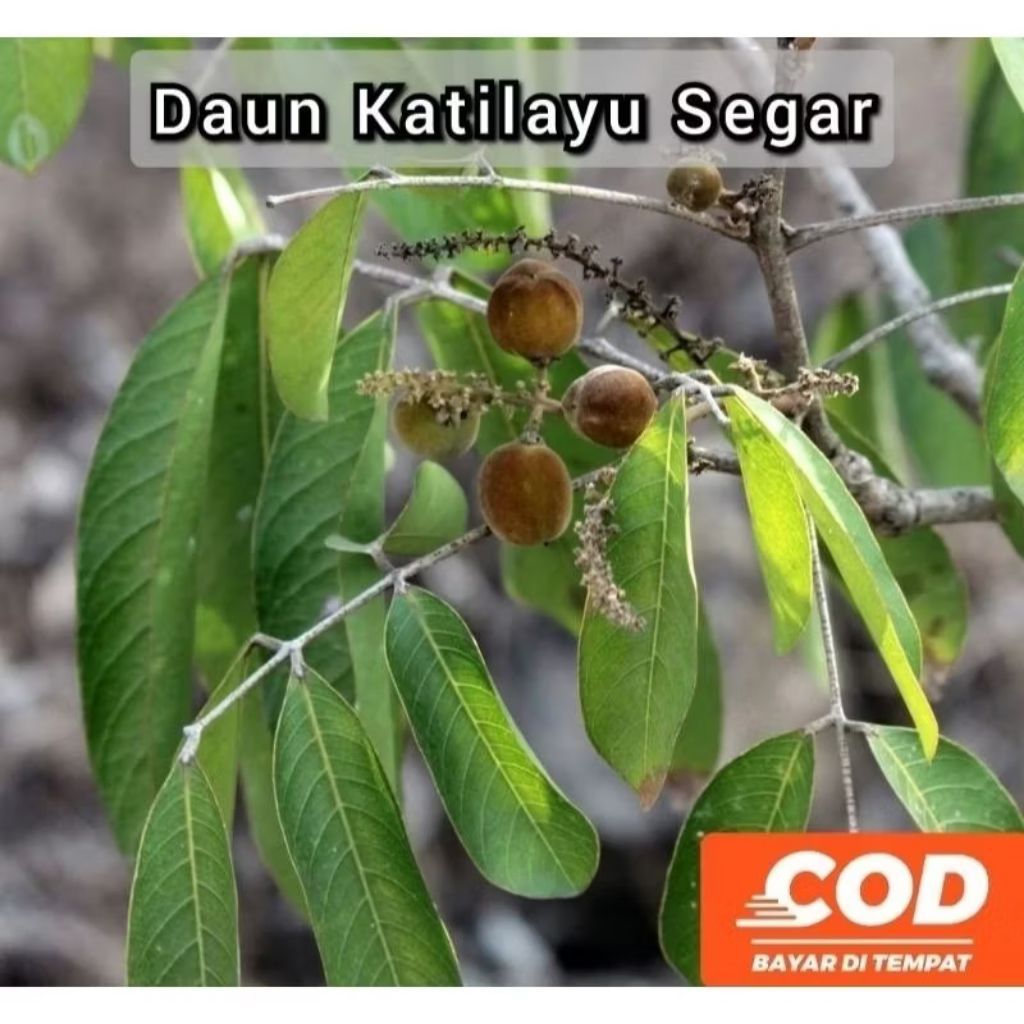 

DAUN KATILAYU SEGAR ATAU DAUN KLAYU SEGAR 250GRAM