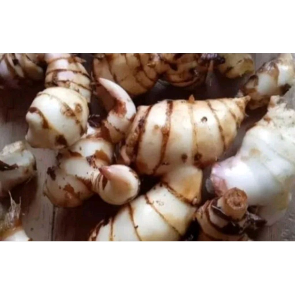 

Umbi ganyol putih segar 500 grm fresh bisa untuk bibit