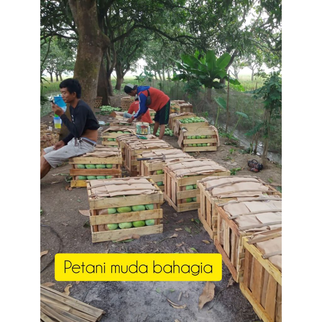 

Mangga indramayu/Mangga rujak/ Mangga Cengkir / DR / Mangga segar manis asem