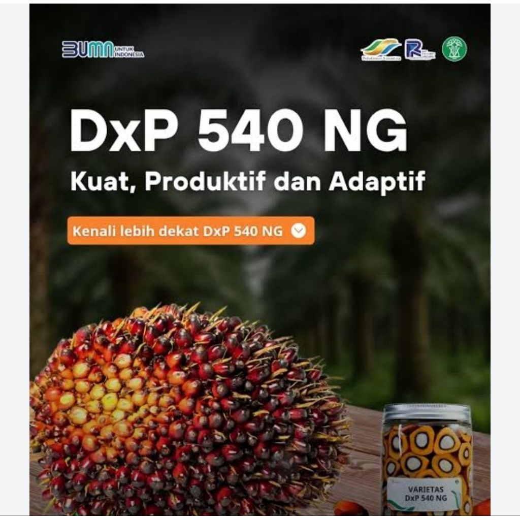 pusat pembelian kecambab sawit verietas PPKS 540 NG/ bersertifikat
