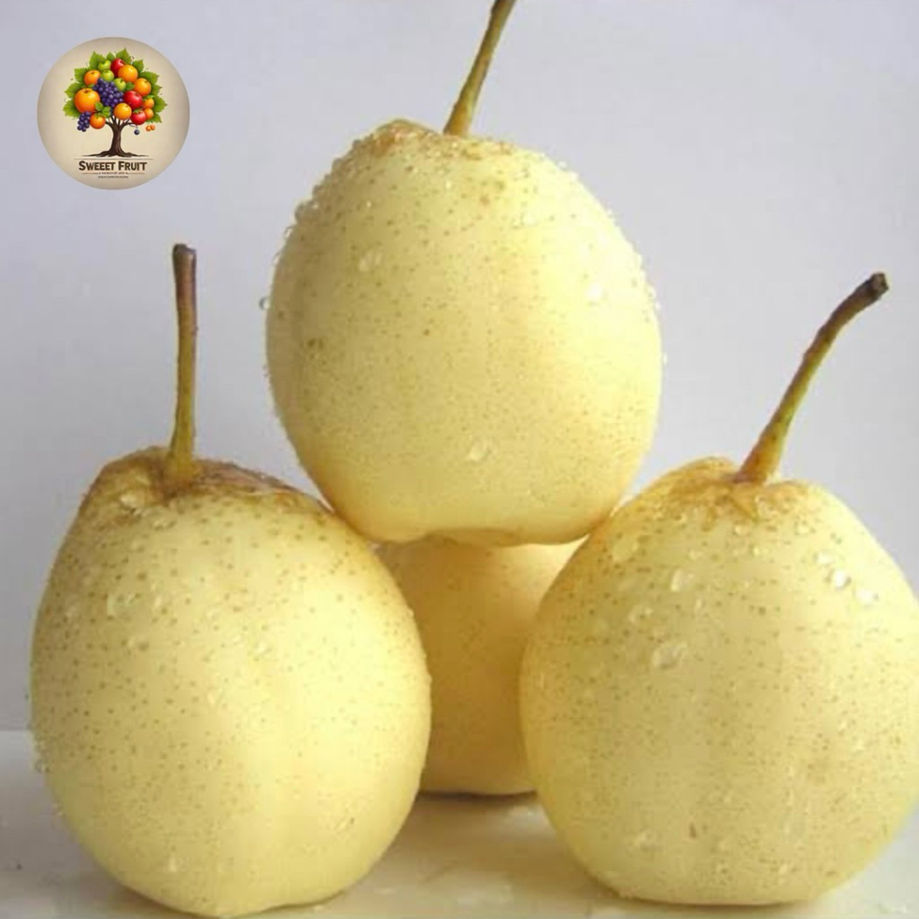

Buah Pear Sweet | Pear Madu Sweet 1Kg