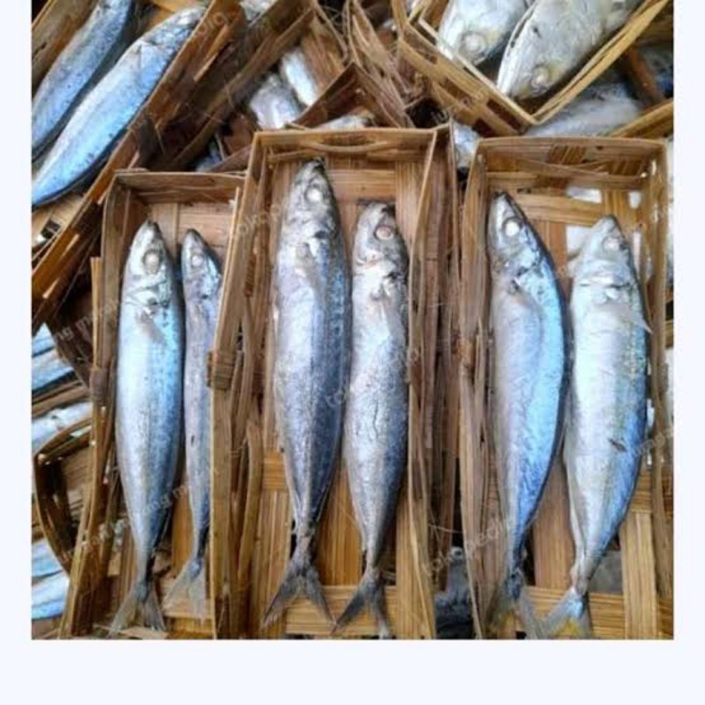 

IKAN CUE KERANJANG - 2 EKOR