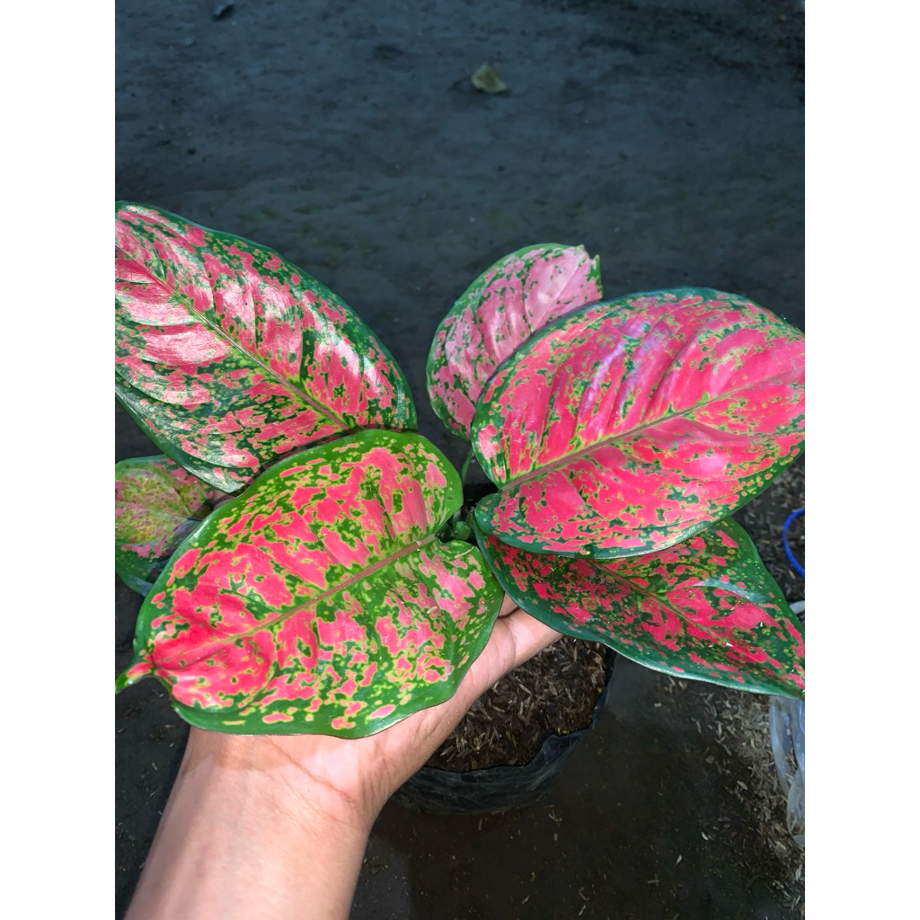 Blantik Kembang - Tanaman Hias Aglonema Merah