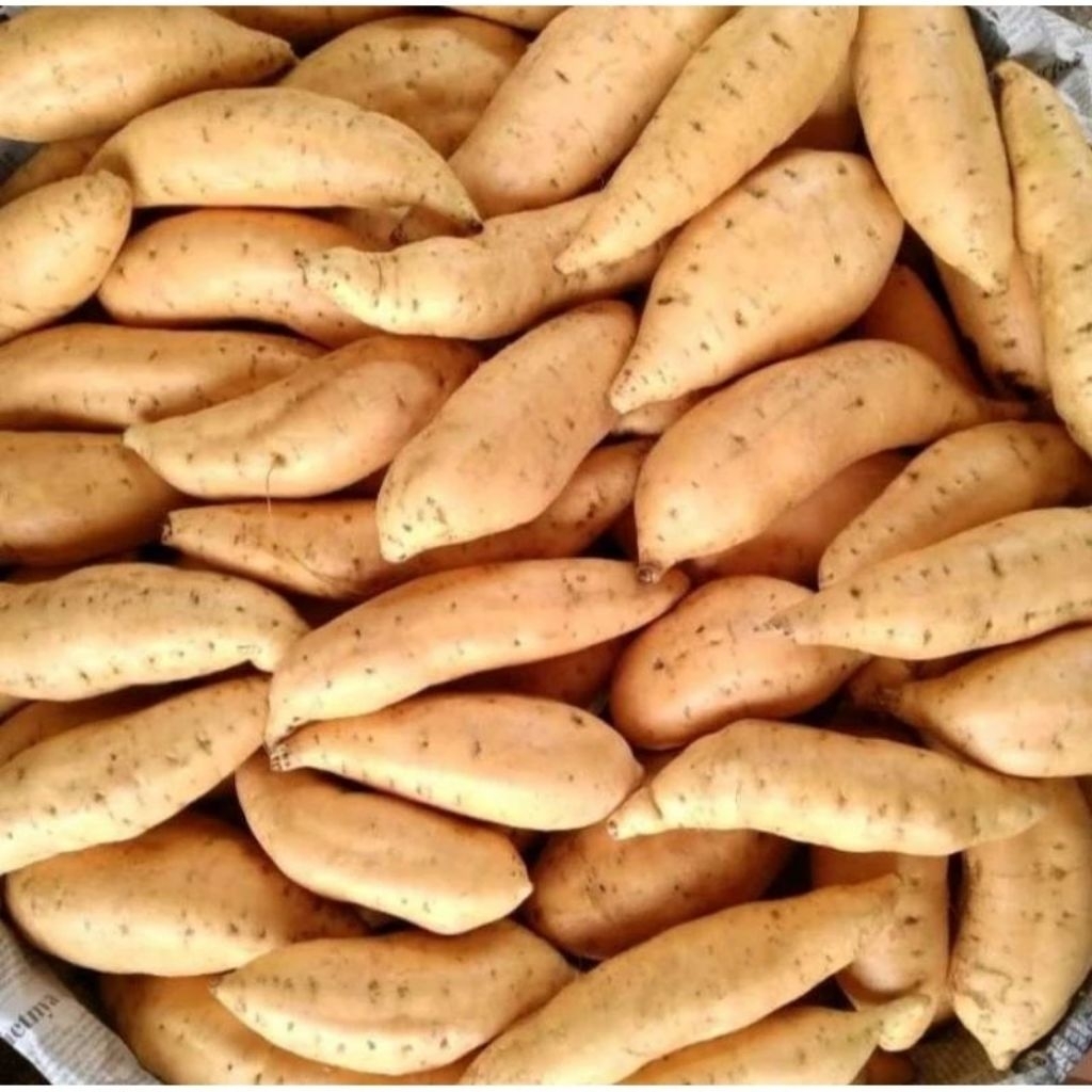 

Ubi Cilembu Oven-Cilembu Madu Fresh 1 kg