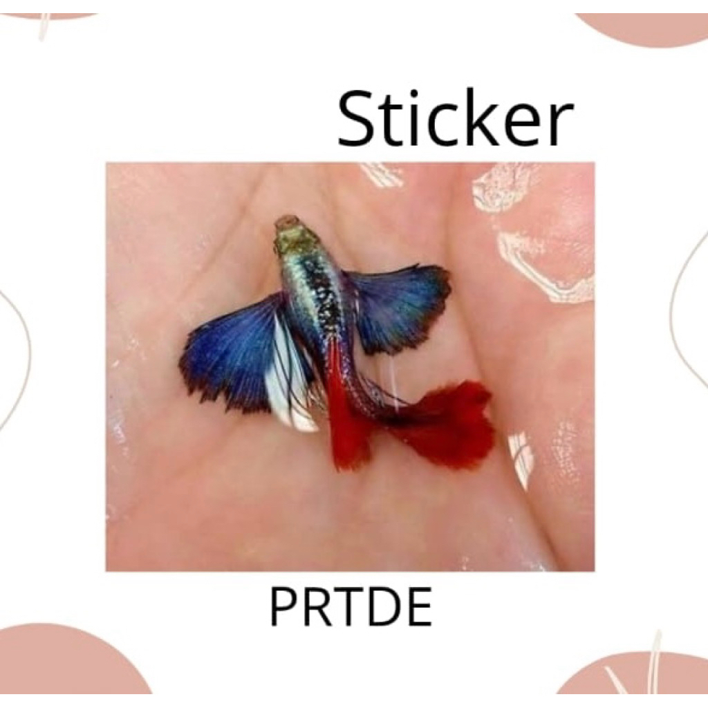 Guppy PRTDE ( Platinum Red Tail Dumbo Ear )