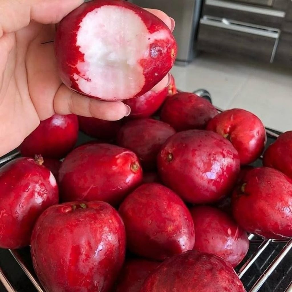 

JAMBU BOL/JAMAICA 1kg