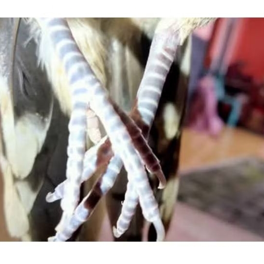 Burung perkutut lokal katuranggan Kusuma wicitra