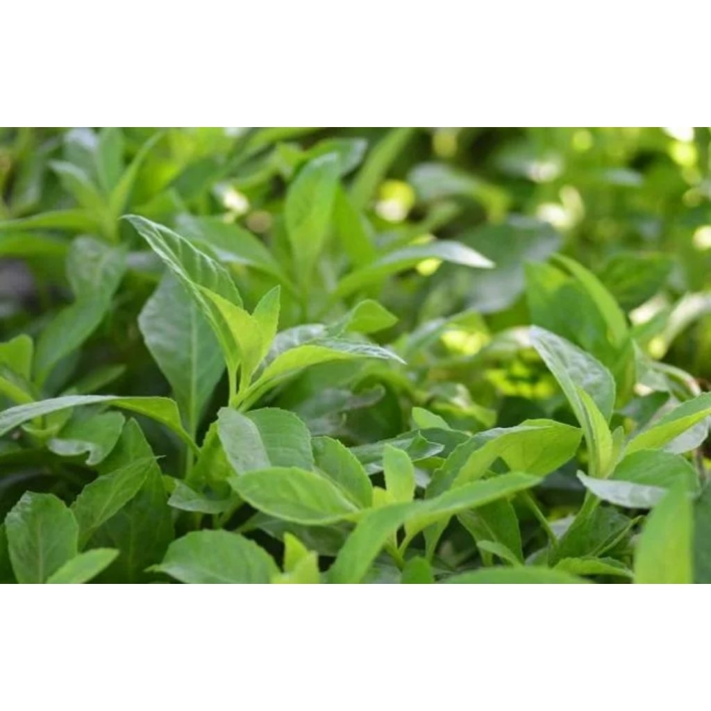 

daun sambung nyawa segar per 100 gram